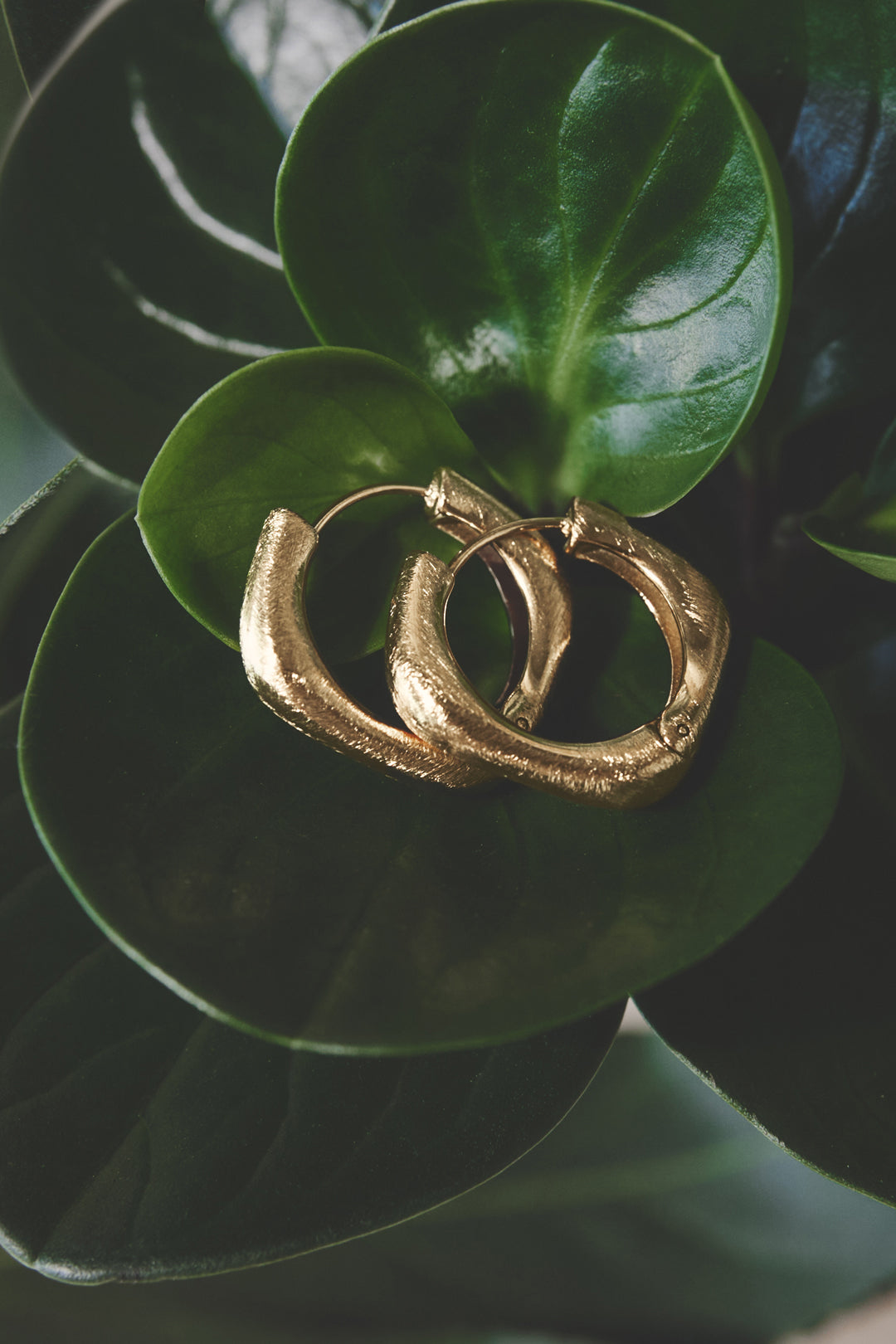 Gold Astra hoop earrings with a square shape and rounded edges resting on green leaves.