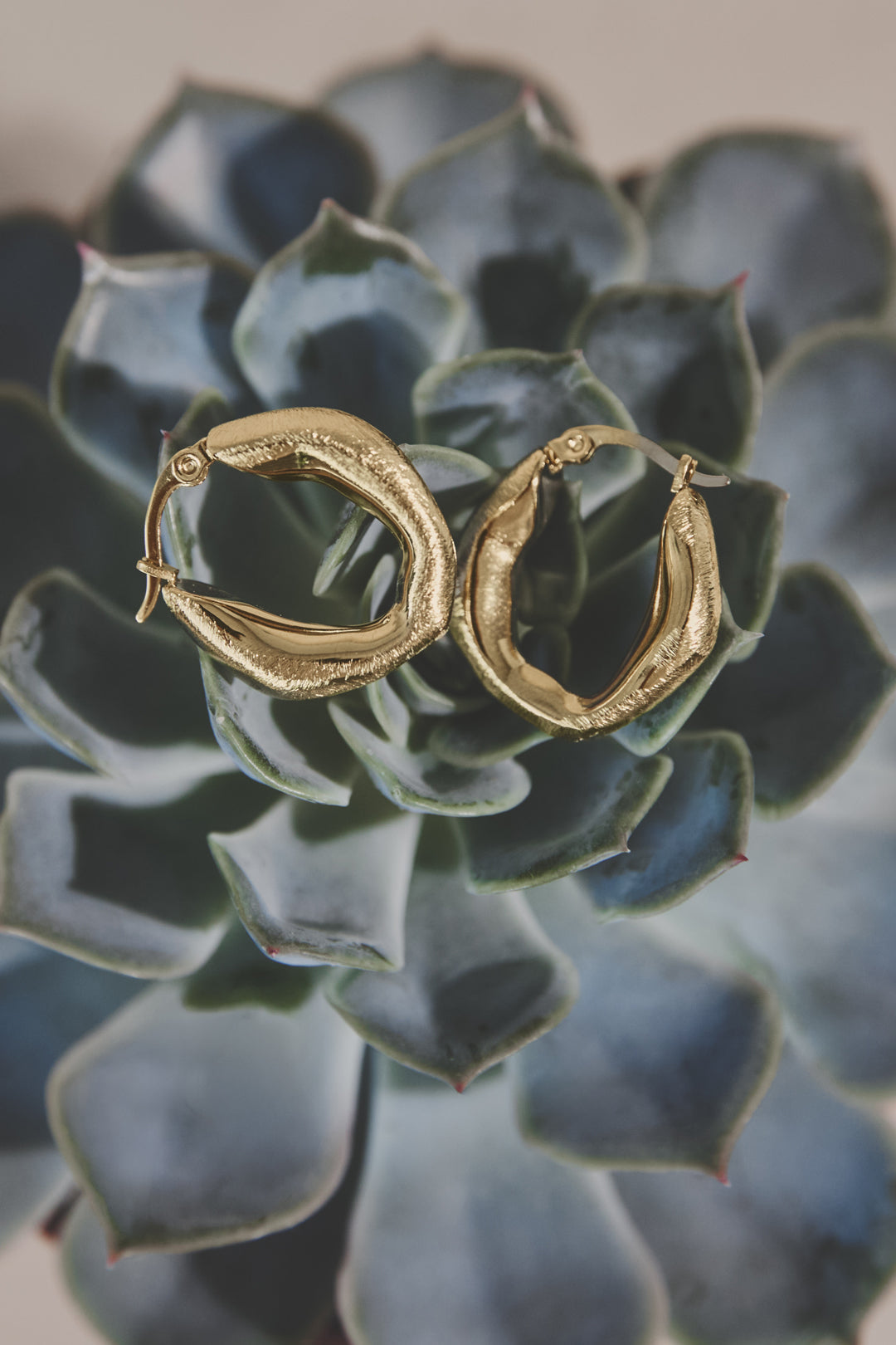 Gold irregular circle hoop earrings resting on a succulent plant.
